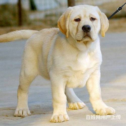 纯种拉布拉多犬,赛级拉布拉多犬,北京京博犬舍直销拉