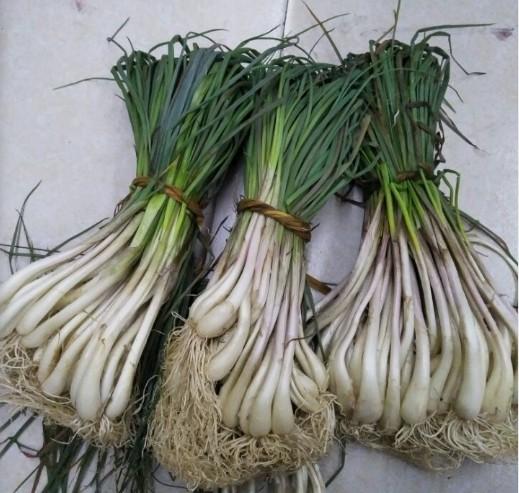 江西特产安福农家自种新鲜茭头荞头藠头蔬菜现挖现发无叶五斤包邮