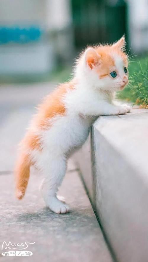 猫可爱的小动物动物壁纸