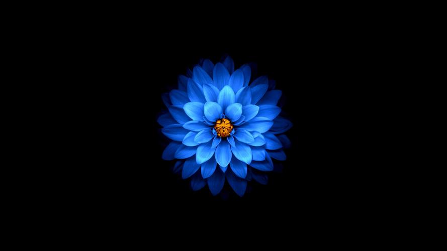 壁纸 蓝色的花瓣花,黑色的背景 3840x2160 uhd 4k 高清壁纸, 图片