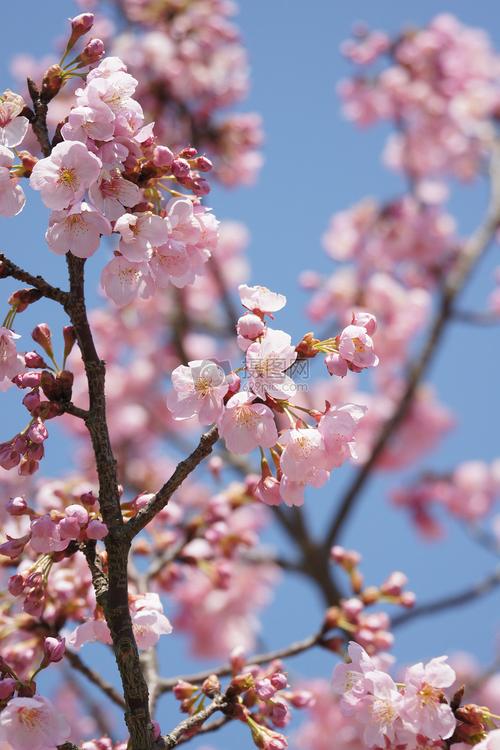 盛开的樱花摄影图片照片免费下载,正版图片编号884611,搜索图片就来摄