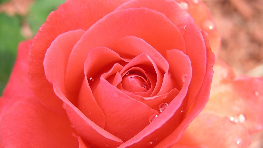 小清新花朵清香宜人玫瑰花高清电脑桌面壁纸