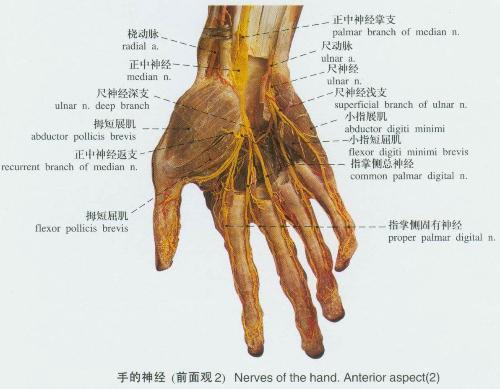 尺动脉及掌侧骨间动脉 手部主要由正中神经及尺神经支配,桡神经仅支配