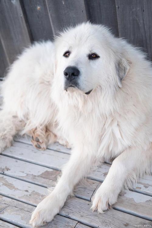 大白熊犬:神秘而温和的白色巨犬
