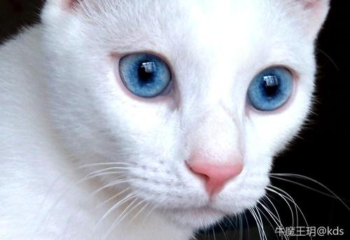 异常漂亮的猫咪眼睛,极度舒适,非常舒服
