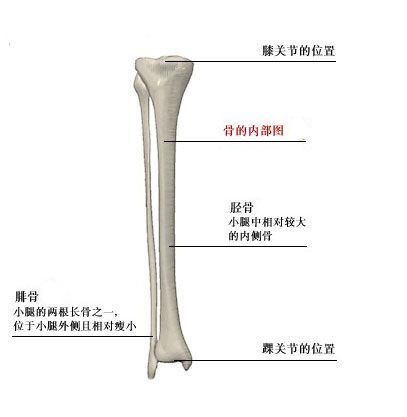人体小腿骨解剖示意图-人体解剖图