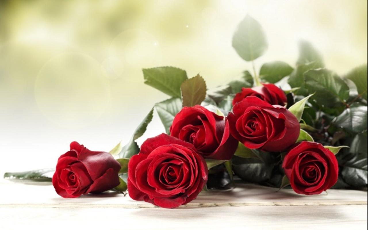 浪漫520精美玫瑰花图片桌面壁纸