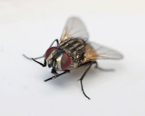 为什么苍蝇总是在措手?