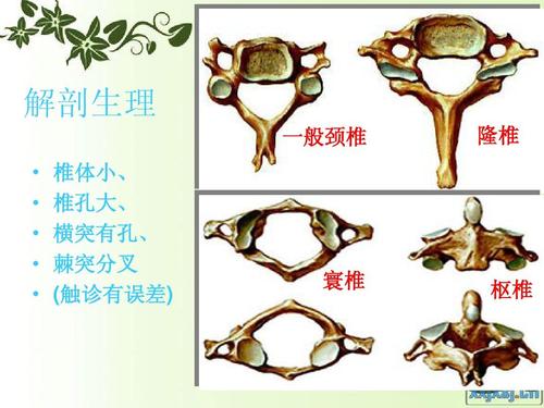 解剖生理 一般颈椎           椎体小, 椎孔大, 横突有孔, 棘突分叉