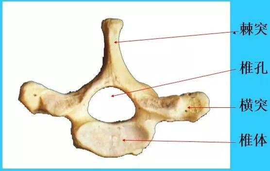 3,腰椎 椎体大,棘突呈板状向后平伸.
