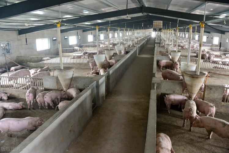 母猪不发情怎么解决规模猪场常用这几招供农民养猪户参考学习