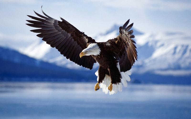 壁纸 湖面上飞行的鹰