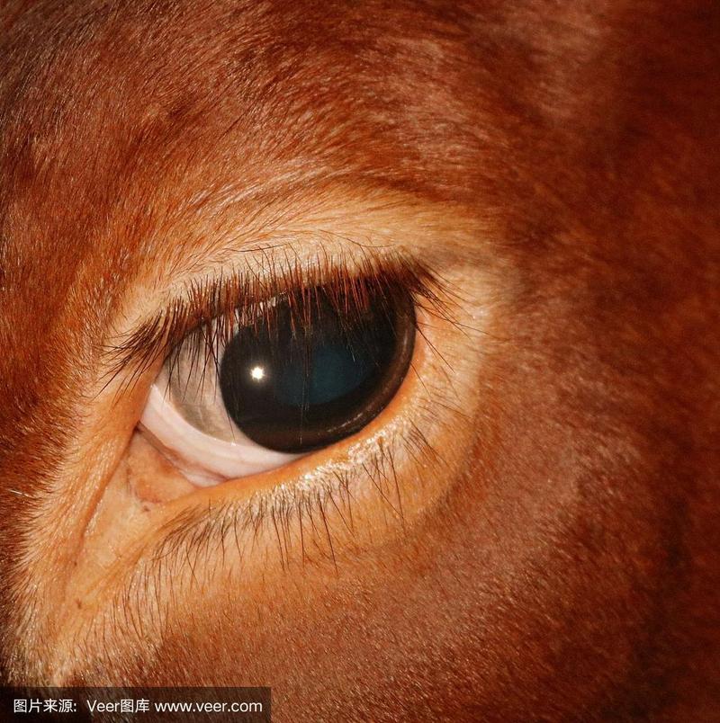 极度特写的红色荷斯坦牛的眼睛闪烁