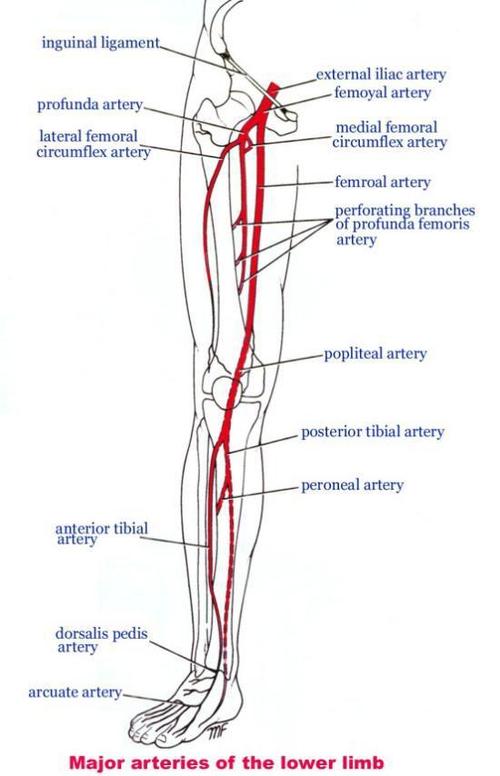 腹主动脉向下分支为髂总动脉并逐渐分化为:股动脉,腘动脉,胫前(后)