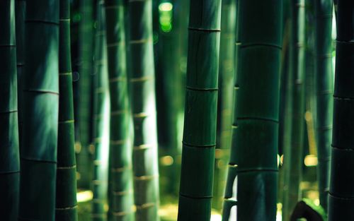 竹子,竹林,护眼,绿色,清新,空谷竹缘,,风景竹子壁纸图片