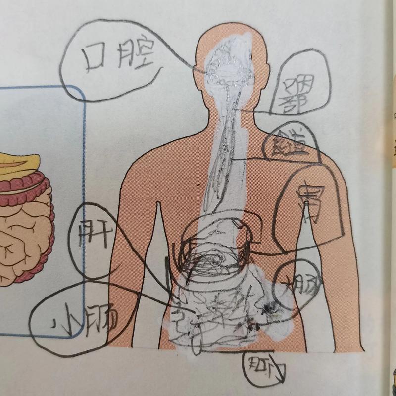 人体消化器官简笔画.