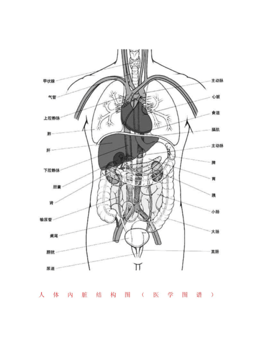 最全人体解剖图 人体内脏结构图 人体结构图 针灸穴位挂图 人体器官图