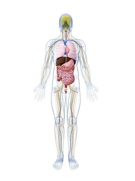 人体内脏器官图简笔画
