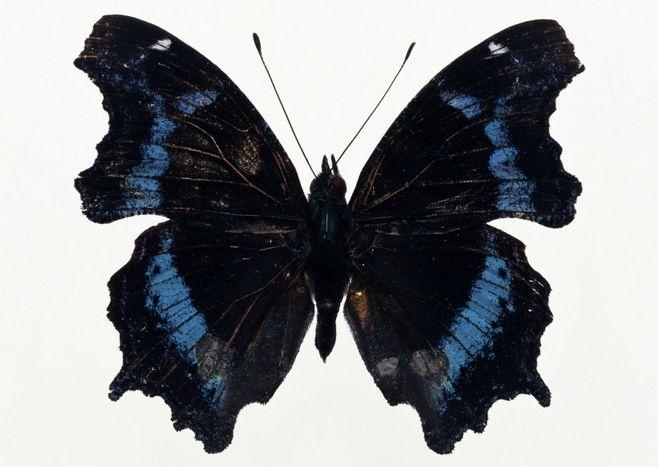 黑色蝴蝶标本图片