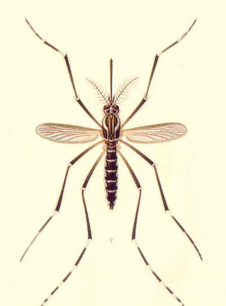 其次,在蚊子当中只有雌蚊子才能吸血,而雄性蚊子不会吸血