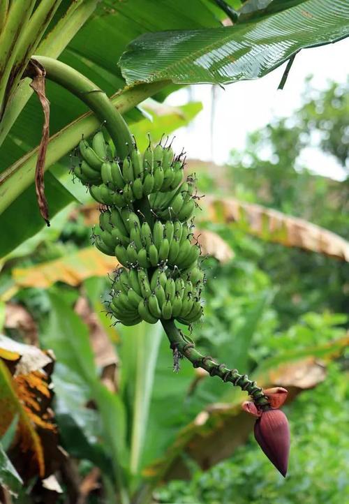 进口冷链厄瓜多尔大香蕉进口全记录