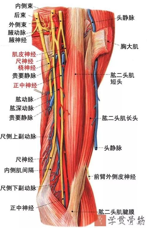 肱动脉,肱静脉(2条),正中神经2)肱二头肌腱外侧:前臂外侧皮神经,桡