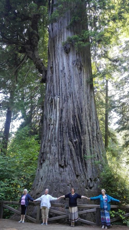 这是一颗上千年的大树,估计要有八个人才能围住!