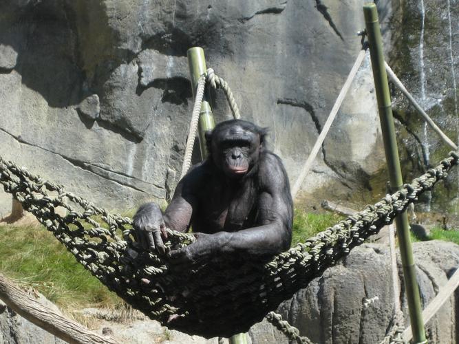强壮的大猩猩图片哺乳动物猩猩大猩猩