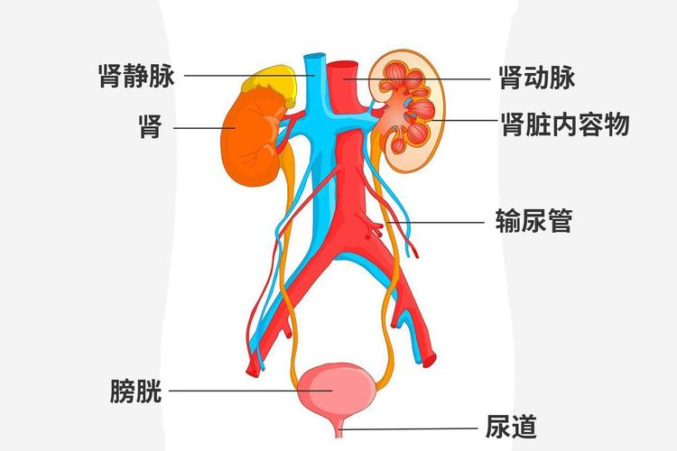 泌尿系统图片