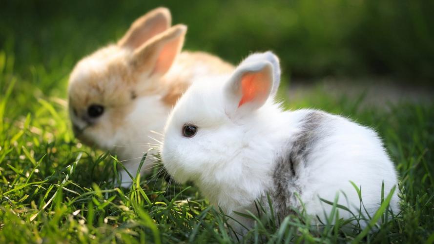 绿草地可爱兔子宝宝绿色桌面壁纸