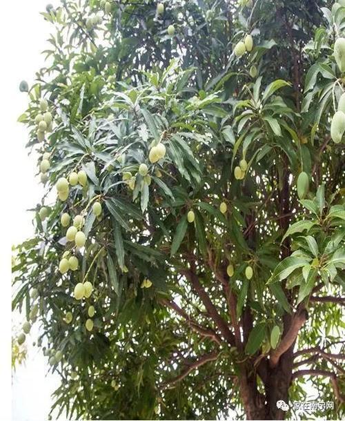 芒果树 - 热门商品专区