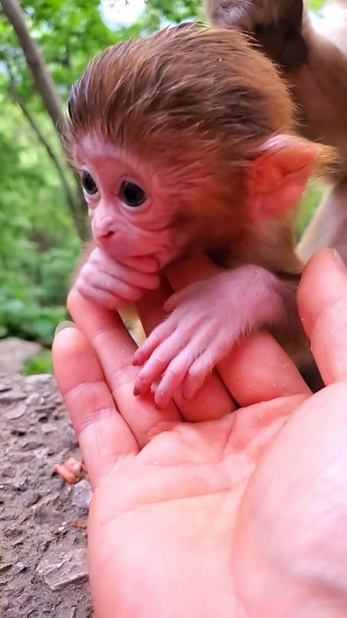 刚出生的小猴子真是可爱了,竟然吃自己手指!
