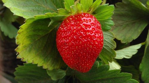 一个成熟的草莓微距摄影,绿叶 壁纸