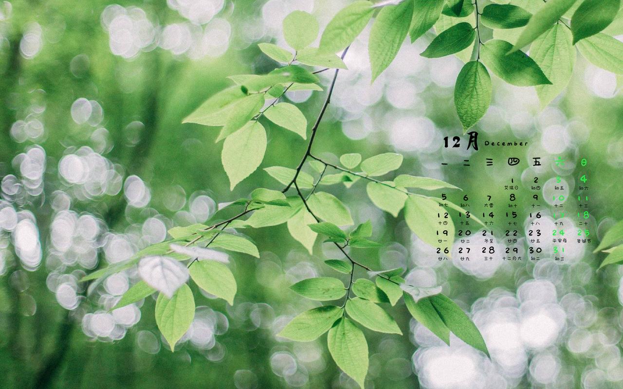 2016年12月日历文艺小清新树叶图片绿色护眼壁纸