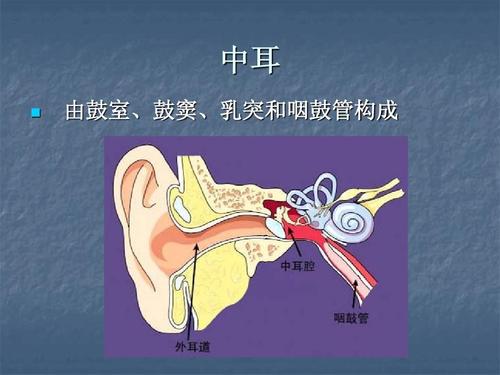 中耳   由鼓室,鼓窦,乳突和咽鼓管构成