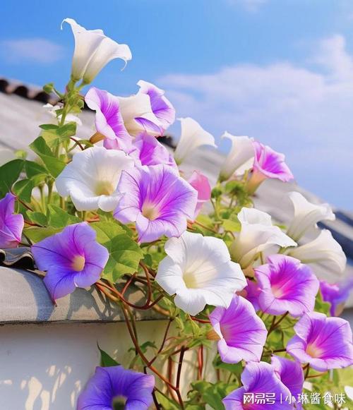 啧啧啧! 这10种花简直"美上天", 都是名副其实的开花机器|紫藤|花朵|