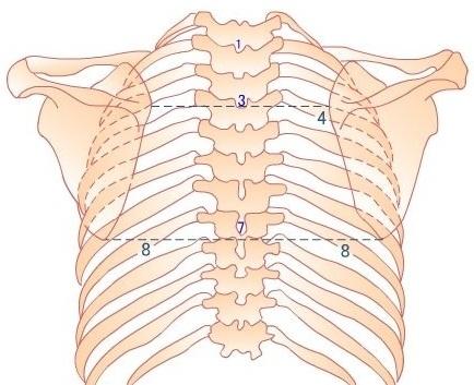 图2.胸椎棘突定位