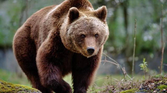 意大利父子遭野熊袭击受伤,当地居民支持击杀,环保人士强烈反对