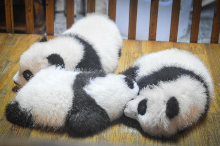熊猫动物幼崽睡眠可爱背景图片