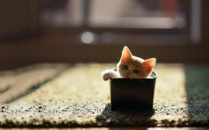 精选可爱萌宠喵星人爱捉迷藏的小猫电脑桌面壁纸