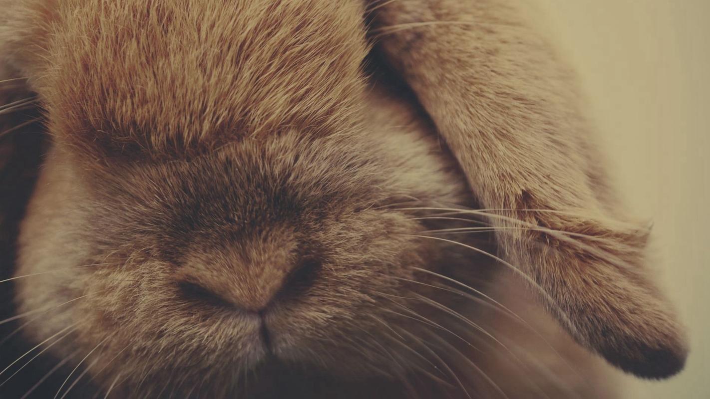 软萌可爱的小兔子桌面壁纸-动物壁纸-壁纸下载-美桌网