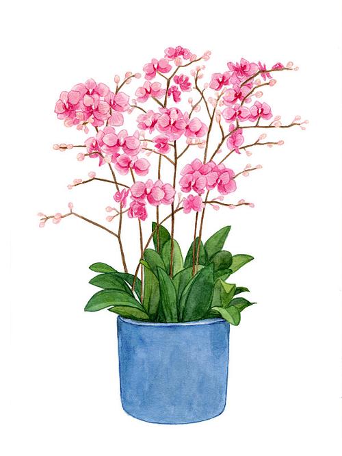 一盆有很多盛开花朵的粉色蝴蝶兰 水彩手绘插画图片下载