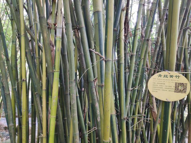 竹子有哪些种类?你能分辨清吗?