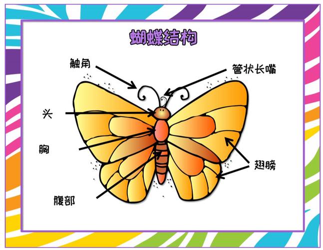 游戏玩法剪刀,彩色笔.所需材料了解蝴蝶的生命周期,认识蝴蝶和