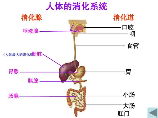 人体的消化系统 消化腺 唾液腺 消化道 口腔 咽 食管 肝脏 (人体最大