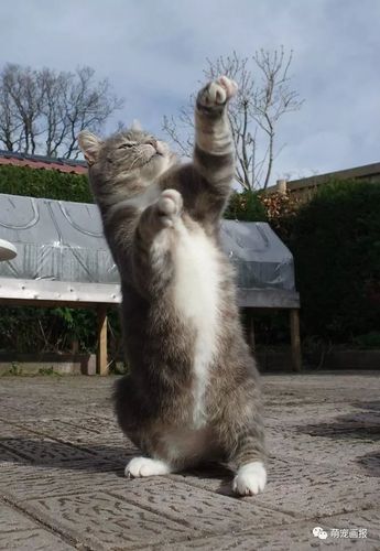 跳舞的猫咪:只有我最摇摆!