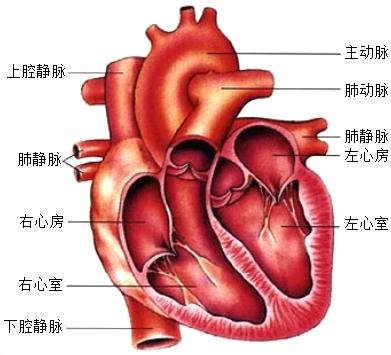 162347瓣膜958下腔静脉如图是人体心脏纵剖面及与心脏相连血管的结构
