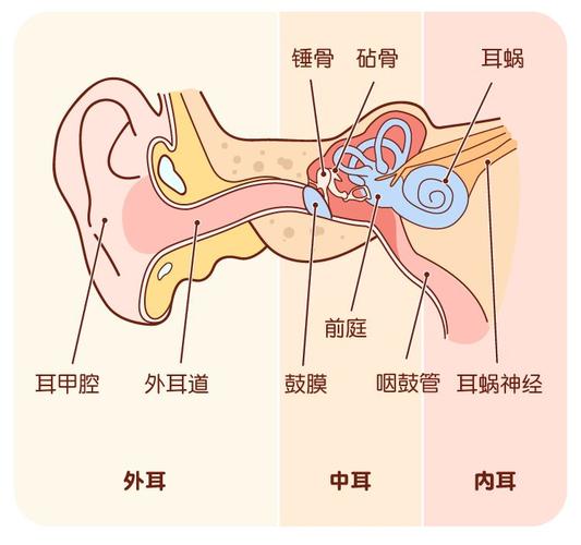 先通过图片来了解一下宝宝耳朵的外部构造没想到小小的耳