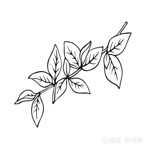 春天的树枝,叶子孤立在白色的背景上. 手绘矢量插图.