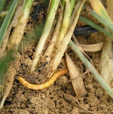 金针虫的危害:一般金针虫成虫对作物危害极小,但金针虫对作物的危害却